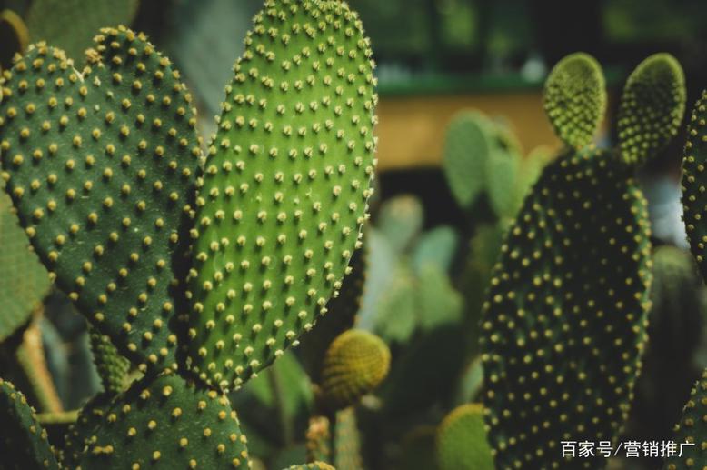 带刺的仙人掌 拚命三郎与仙人掌网络的共生力量