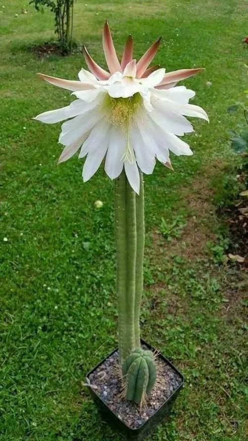 美图欣赏:仙人掌花